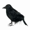 Čierna vrana