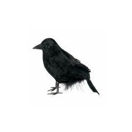 Čierna vrana
